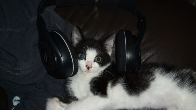 Cat Ear Headphones