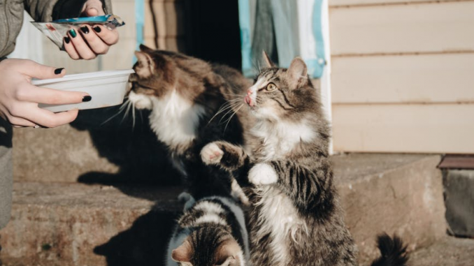 Cats Being Fed