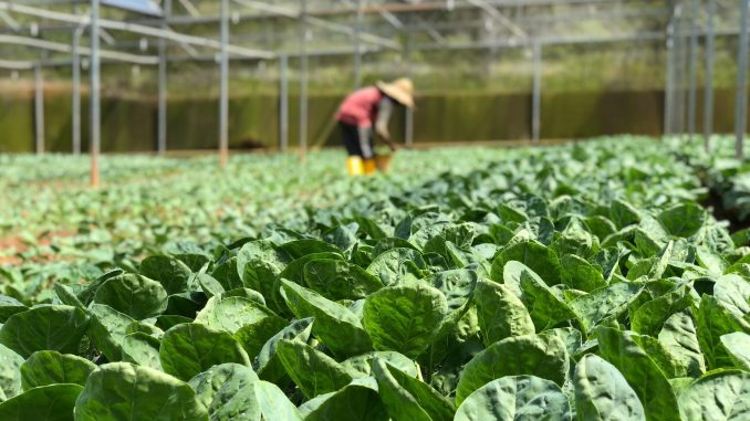 Large Green House with Vegetables