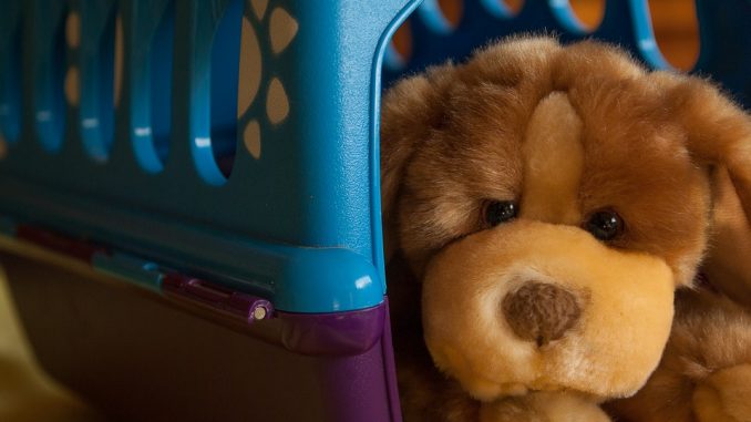dog-1199846_960_720