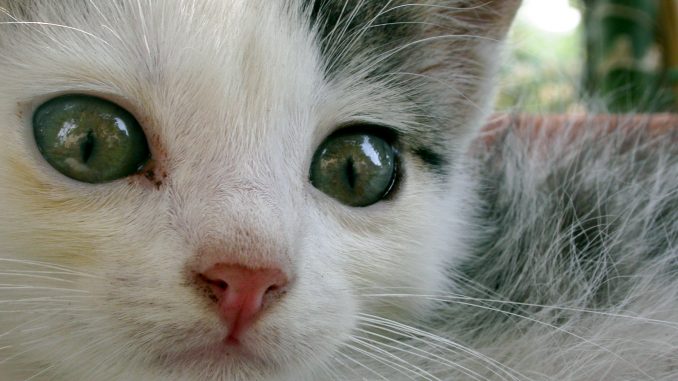 Young_cats